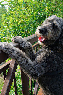 Dog looking over fence in Willowfield Gardens, Toronto