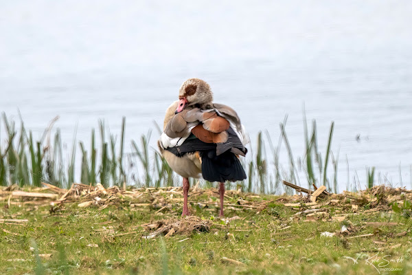 Egyptian goose