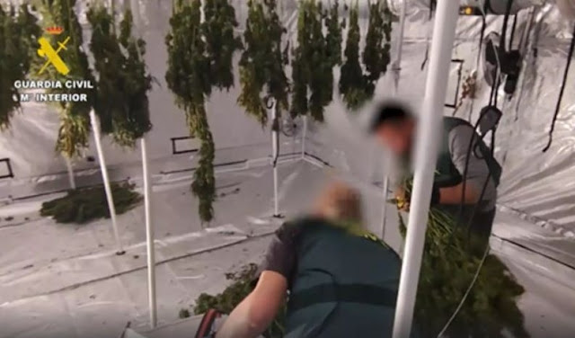 Video screenshot of "Guardia Civic" action in Spain while intervening after discovering the cannabis plantation