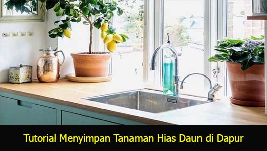 Tutorial Menyimpan Tanaman Hias Daun di Dapur