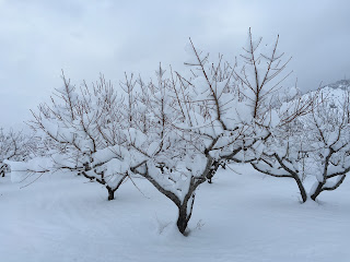 Correctly Pruned Fruit Trees Will Hold Heavy Snow Loads