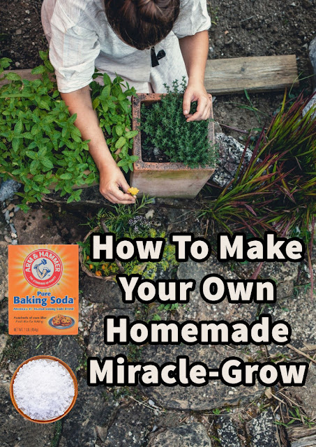 How To Make Home Made Miracle Grow