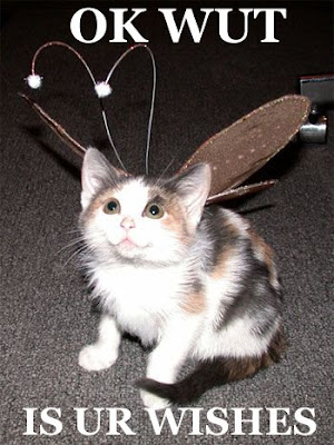 Cat Fairy