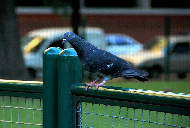 Palomas