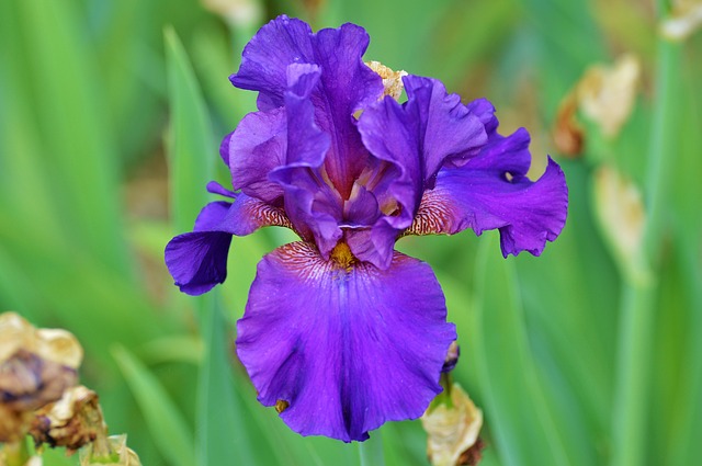 勝利の花アイリスと フランス キリスト教の密接な関係 パンタポルタ