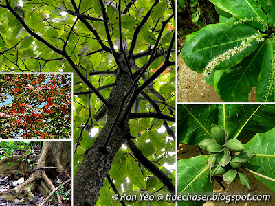 Sea Almond (Terminalia catappa)