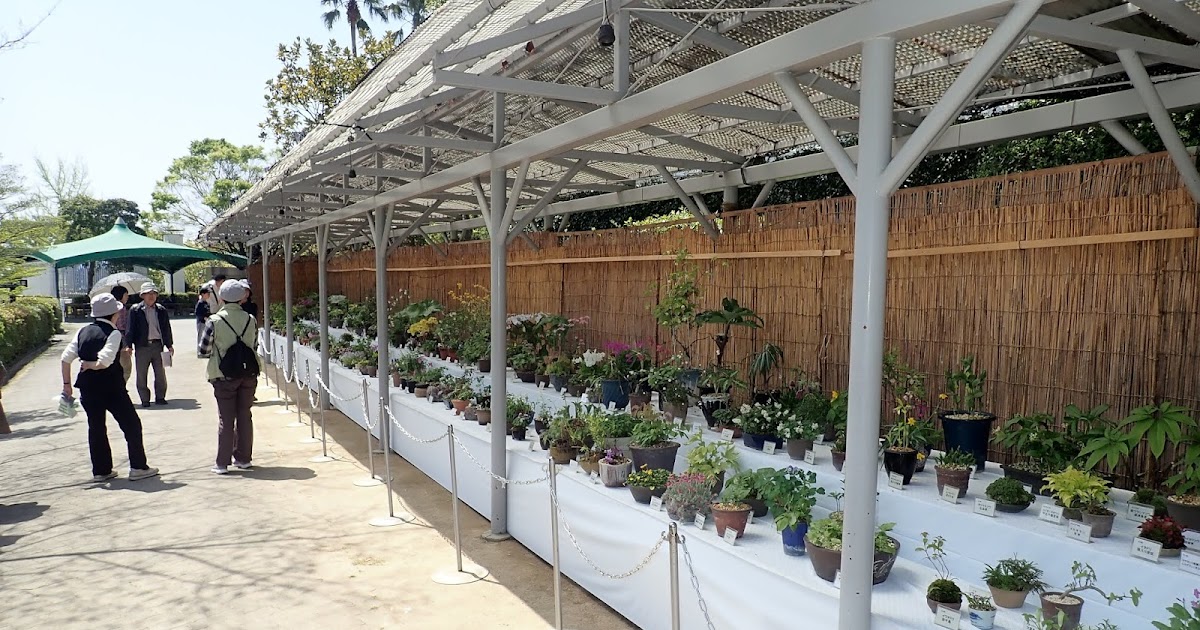 広島市植物公園ブログ 春の山野草展が始まりました 25日