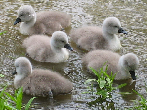 Cute Beautiful Baby Ducks HD Wallpaper Free