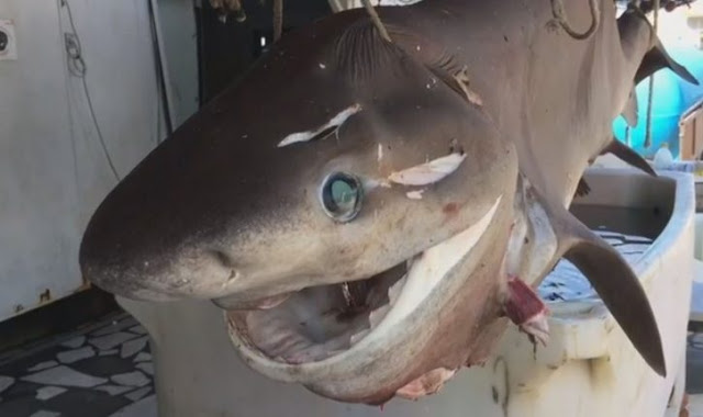 Huge Bull Shark of 10 feet caught in Sazan near Vlora