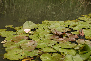 辰ノ口親水公園紫陽花園2020