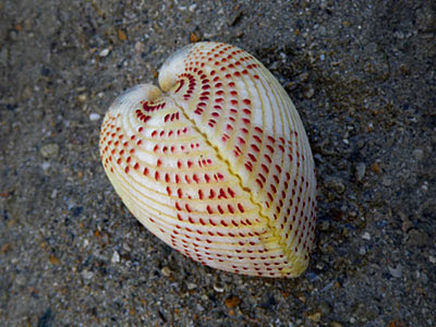 Strawberry Cockle (Fragum unedo)