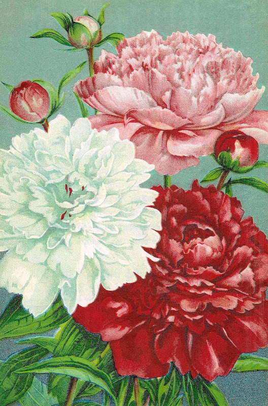 Vintage Flower Clip Art: Pink, Red, and White Carnations from Vintage  title=