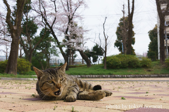 猫写真