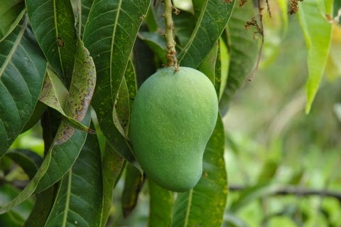 manfaat buah mangga