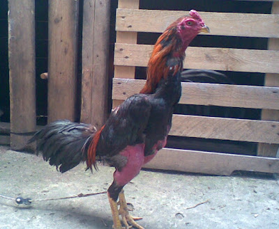 pollo de pelea shamo en colombia buen ejemplar y buen peleador de raza