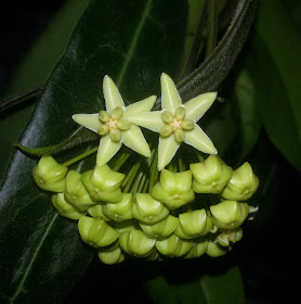 hoya-hypolasia