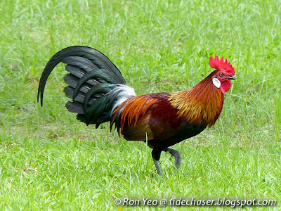 Red Junglefowl (Gallus gallus) 