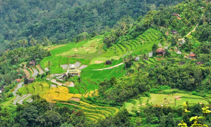 paddy scenery