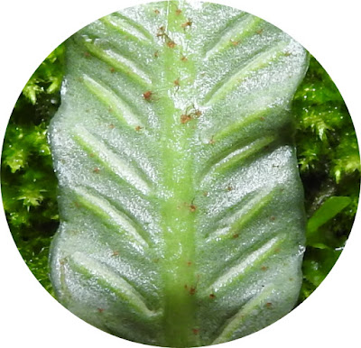 叢葉鐵角蕨的孢膜