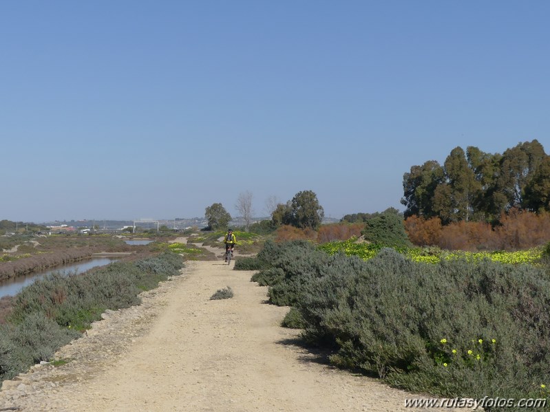 Marisma de los Toruños y Pinar de la Algaida