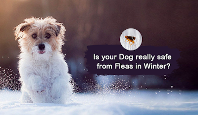 Is Your Dog Really Safe From Fleas In Winter?