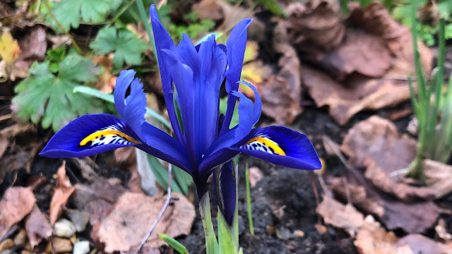 Deep blue and yellow dwarf Iris reticulata