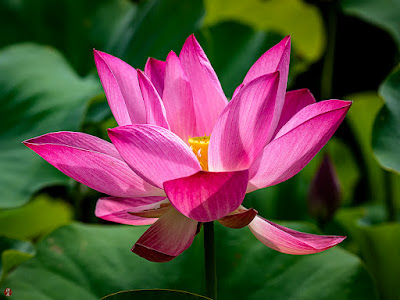 Sacred lotus flower: Ofuna Flower Center (Kamakura)