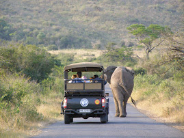 Elephant hunting!
