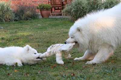 Samoyed Dog