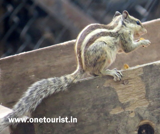 Delhi zoo , timing , route , info and photos 