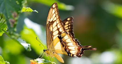 Six Interesting Butterfly-Related Facts
