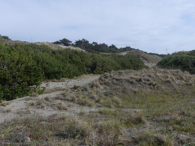 88: dunes topped with trees