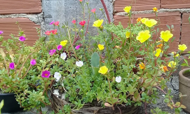 elas não precisam de adubas, fertilizantes, nem de regas constantes, portanto, elas são sim plantas de fácil cultivo. Mas isso não quer dizer que tudo são flores na vida das Onze-horas