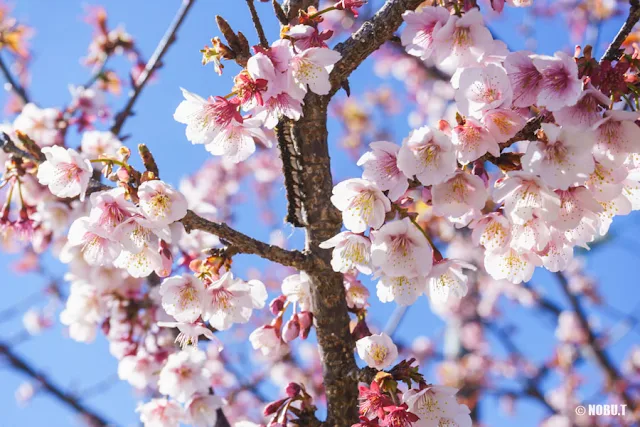 抱湖園（南房総市）の元朝桜