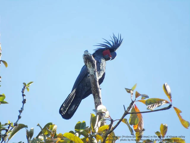 Palm Cockatoo (Probosciger aterrimus)