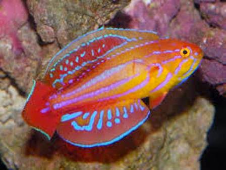 Ikan Keren  Menyala Ikan Wrasse Ragam Dunia Hewan 