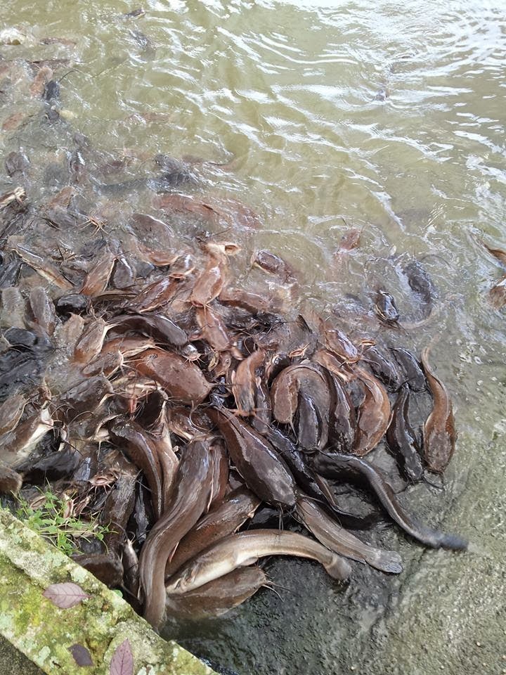 ikan sembilang dan ikan keli