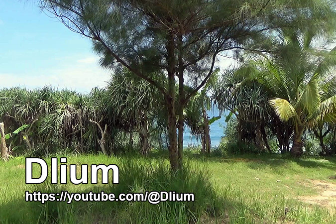 Dlium Beach sheoak (Casuarina equisetifolia)