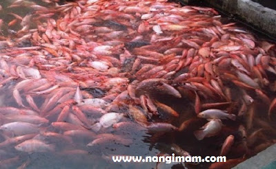 Ide Budidaya Ikan Nila Merah di Terpal