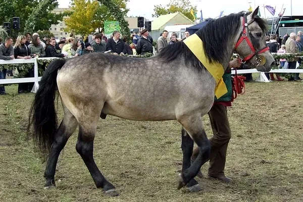Žemaitukas o cavalo tradicional da Lituânia