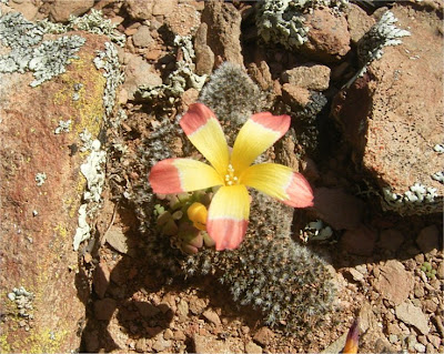 Oxalis sp. nova