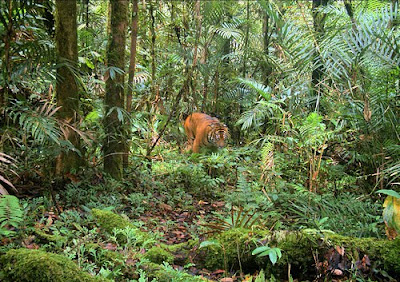 Tigers in Indian Forest