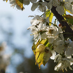 Hvide kirsebærblomster i haven i april