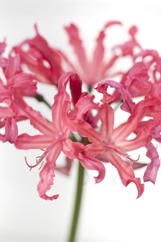 Nerine