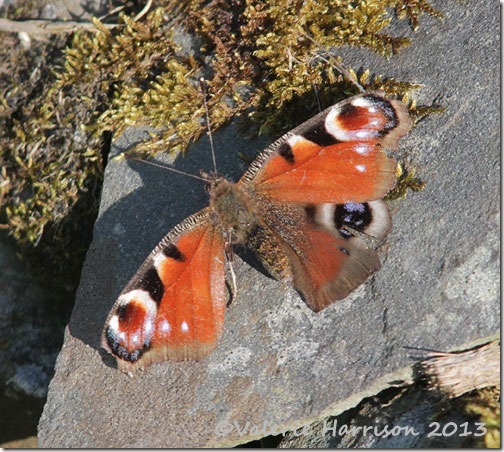 tatty-peacock