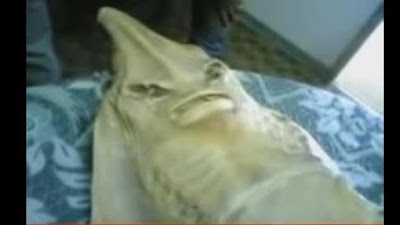 4 Video 'Anak Durhaka' yang Pernah Viral di 2000-an, Iya Ada Ikan Pari  Baca artikel detikinet, "4 Video 'Anak Durhaka' yang Pernah Viral di 2000-an, Iya Ada Ikan Pari"