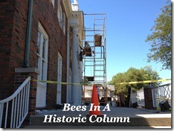 Bees In Column