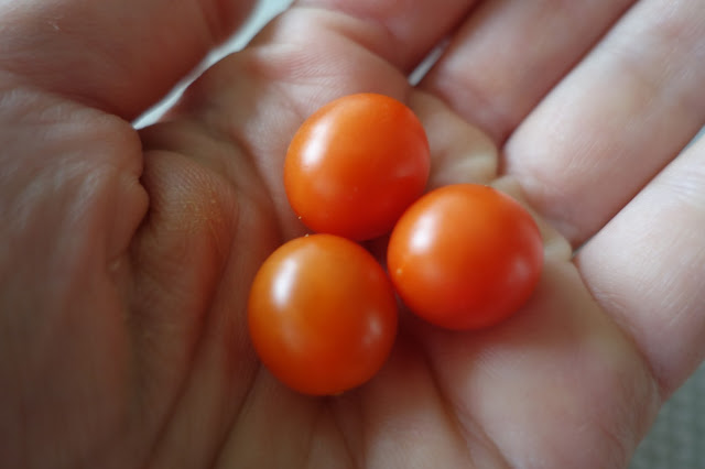 tomat tomater hand handflata röda orange