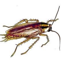 Cockroach fact or cockroach
