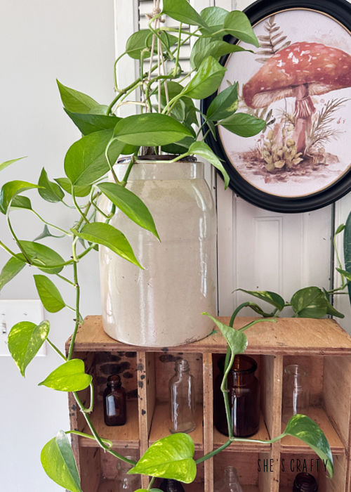 Pothos in a vintage crock for early fall decorating.